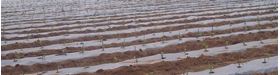 Picture of Mulching Sheet