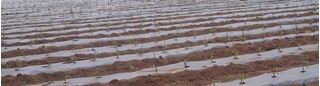 Picture of Mulching Sheet